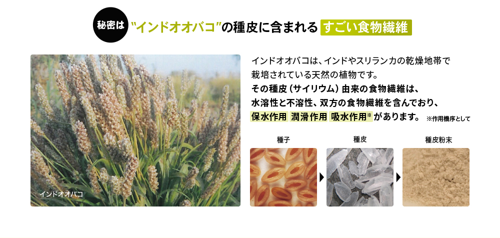 秘密はインドオオバコの種皮に含まれるすごい食物繊維